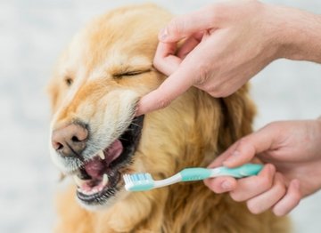 Why Does Your Dog Have Fishy Breath? - NutriPaw