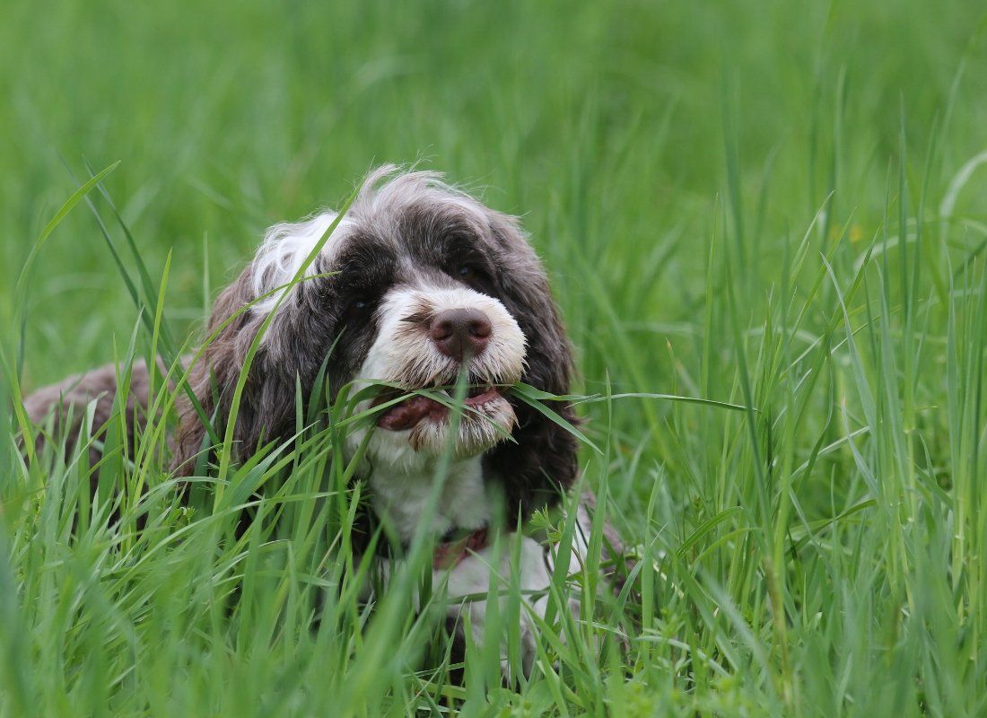 Why Dogs Eat Grass and What to Do About It - NutriPaw