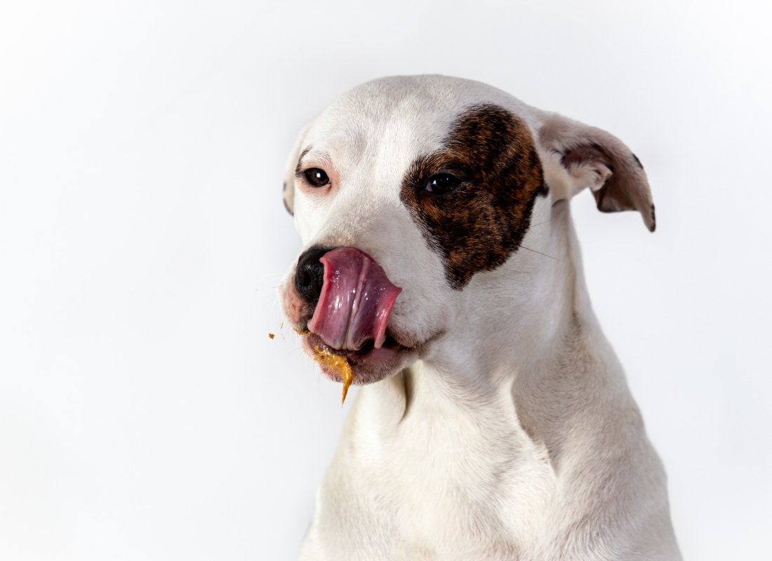 Why Dogs Eat Poop and How to Stop It? - NutriPaw