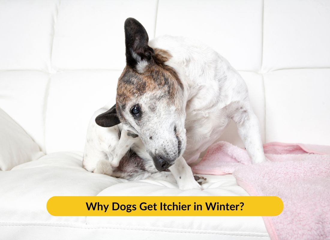Why Dogs Get Itchier in Winter? - NutriPaw