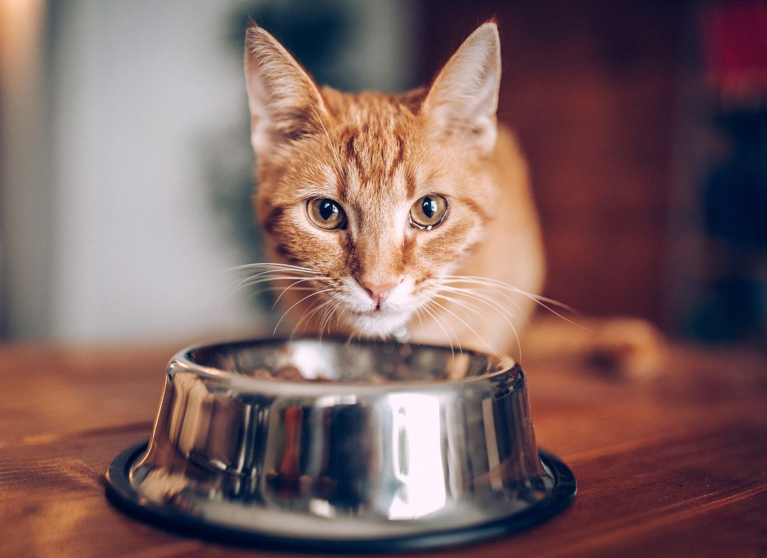 Why Is My Cat Always Hungry? - NutriPaw