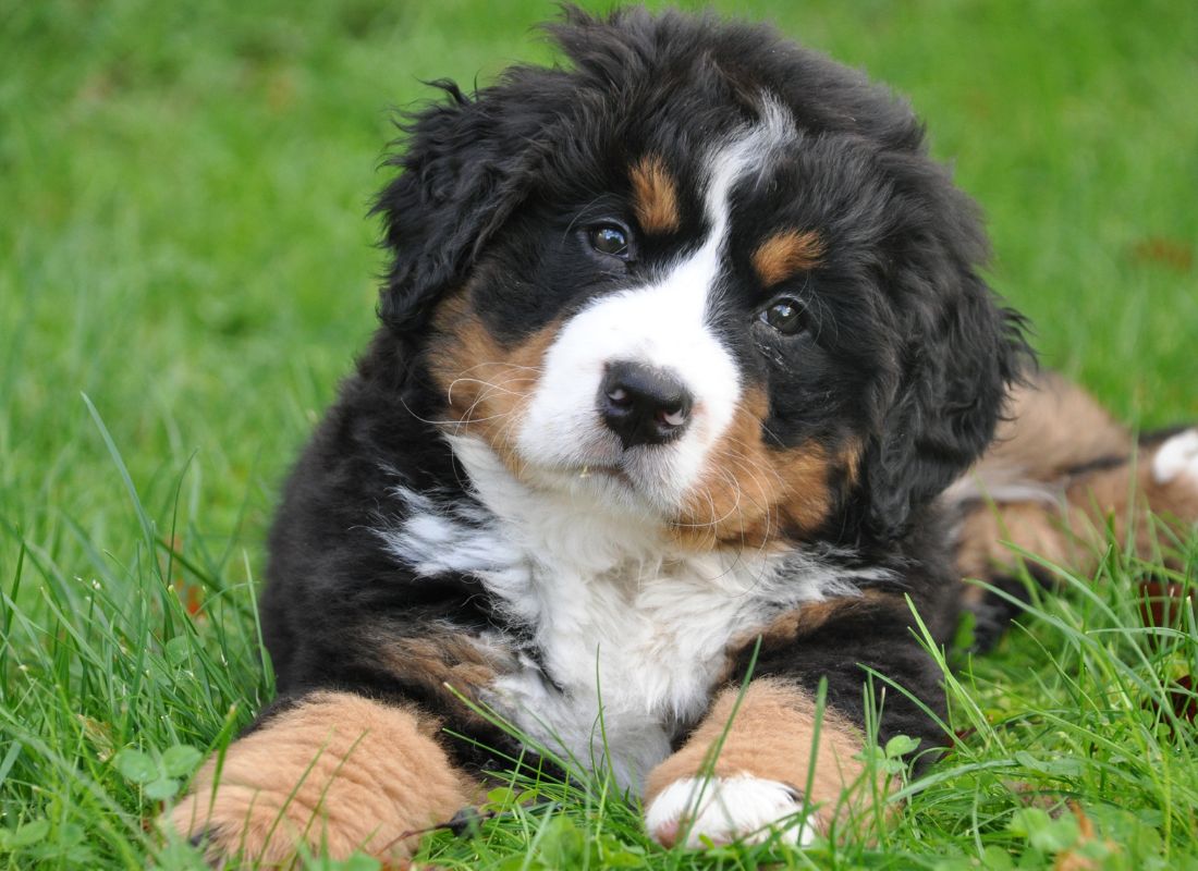 Why Is My Dog Shaking? Common Causes and What to Do - NutriPaw