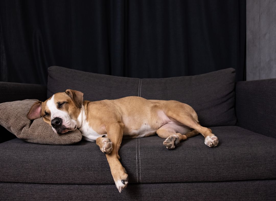 Why Is Your Dog Sleeping More in October? - NutriPaw