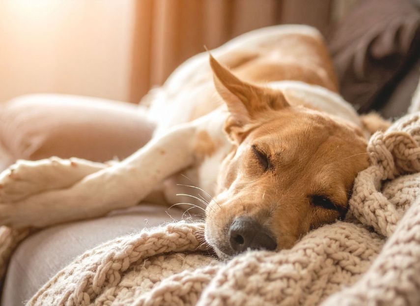 Why Your Dog Sleeps More in Winter - NutriPaw