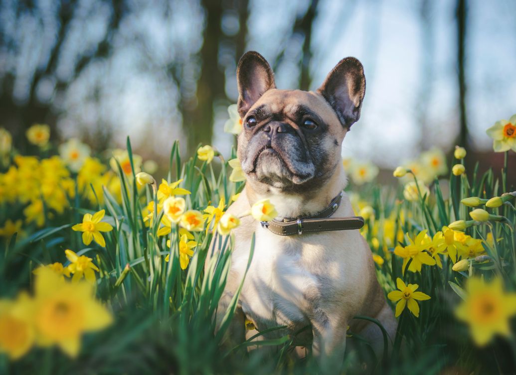Why your dog smells worse spring - NutriPaw