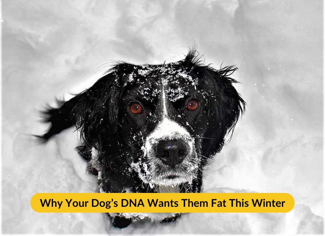 Why Your Dog’s DNA Wants Them Fat This Winter - NutriPaw