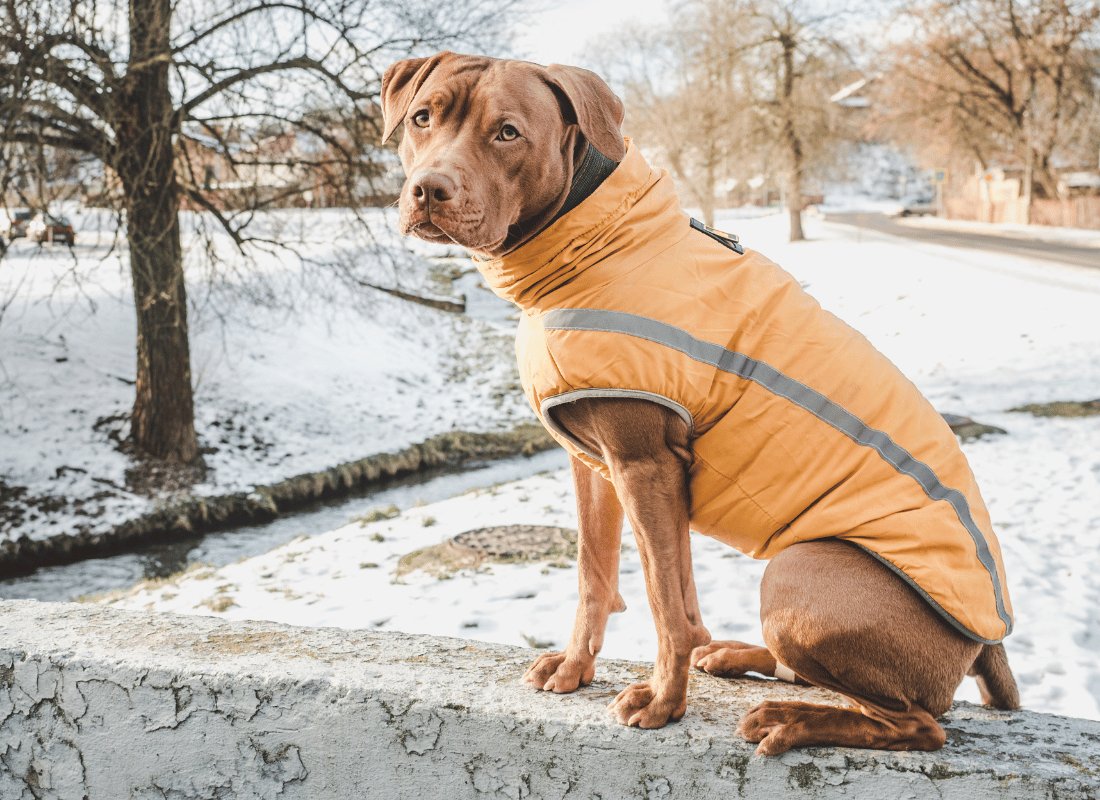 Winter Weight Management For Dogs - NutriPaw