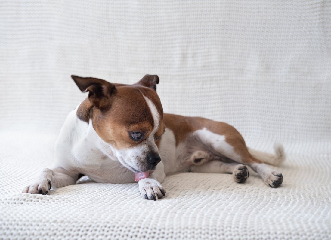 Yeast Infection/Yeast dermatitis In Dogs? - NutriPaw