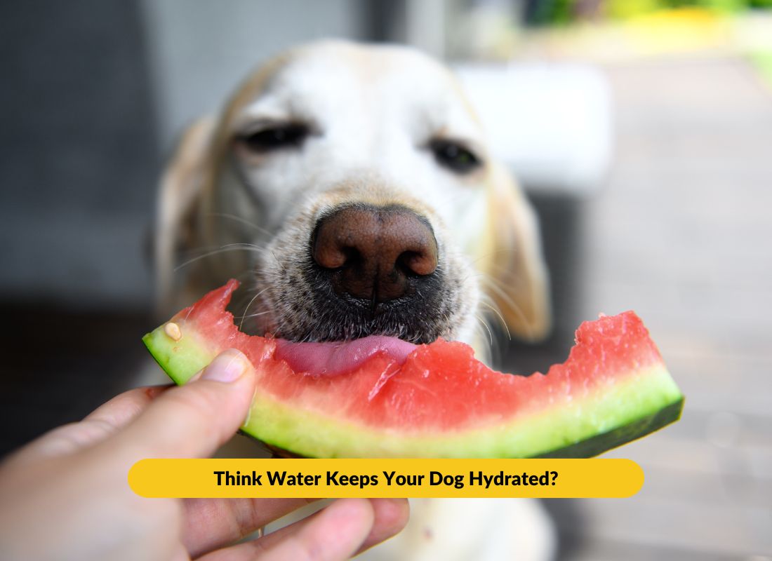 Your Dog Might Be Dehydrated — Even With a Full Water Bowl - NutriPaw