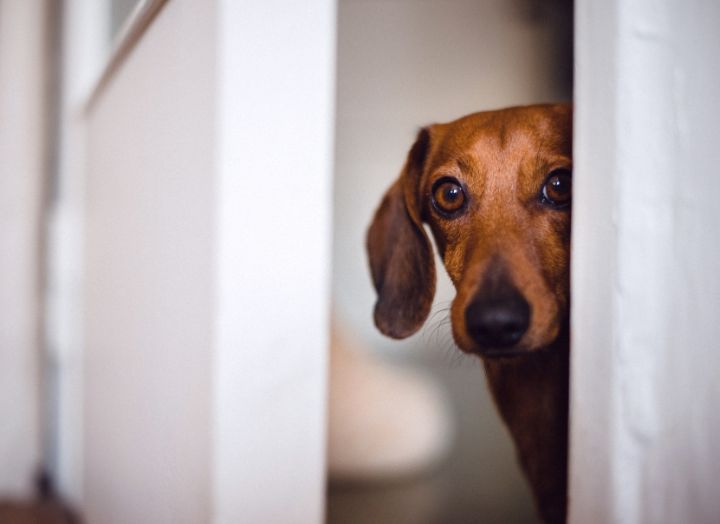Your dogs firework preparation - NutriPaw