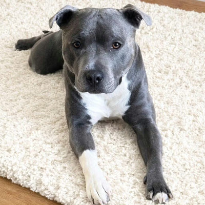 Bella