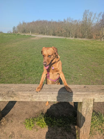 Lucy
