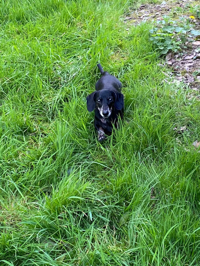 Dolly