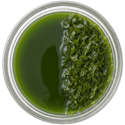 Algae