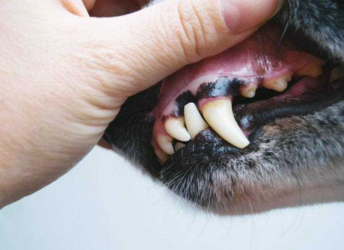 Dental