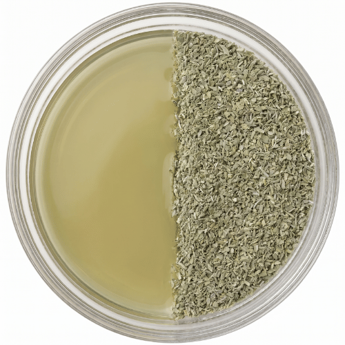 Saccharomyces cerevisiae