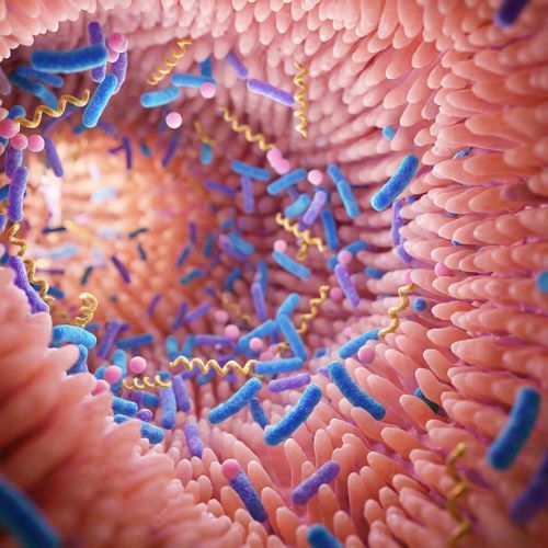 Gut & immunity