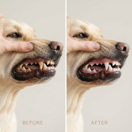 Advanced Plaque Management