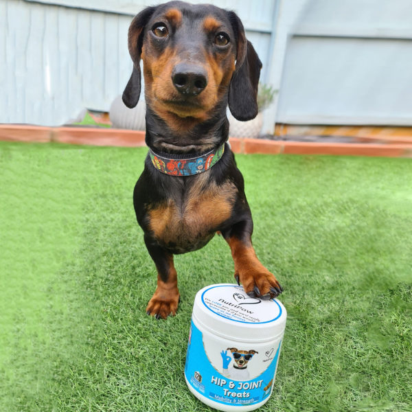 Hip & Joint Treats for dogs (Mobility & Strength) - NutriPaw
