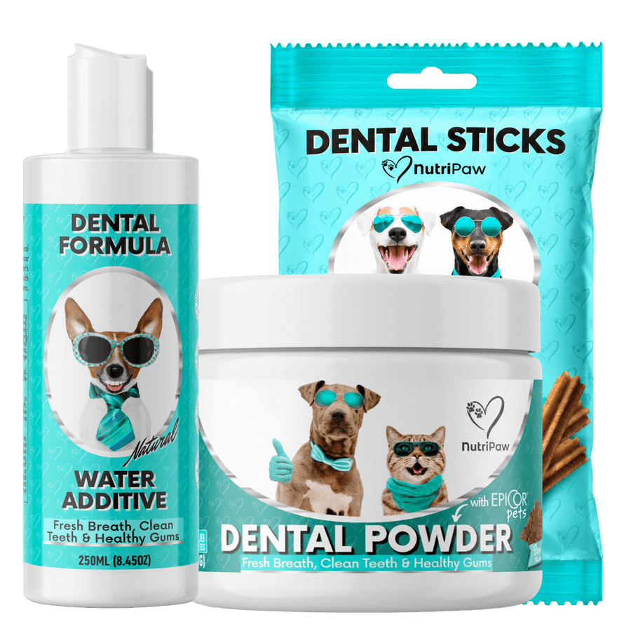 Dental Kit