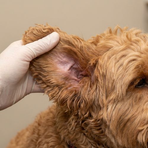Itchy ears & head shaking