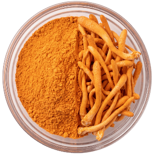 Cordyceps militaris