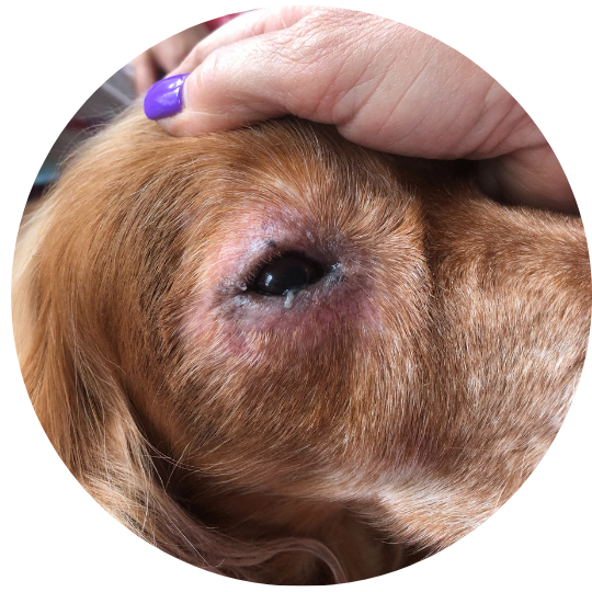 Dog with itchy, irritated skin before starting the chews