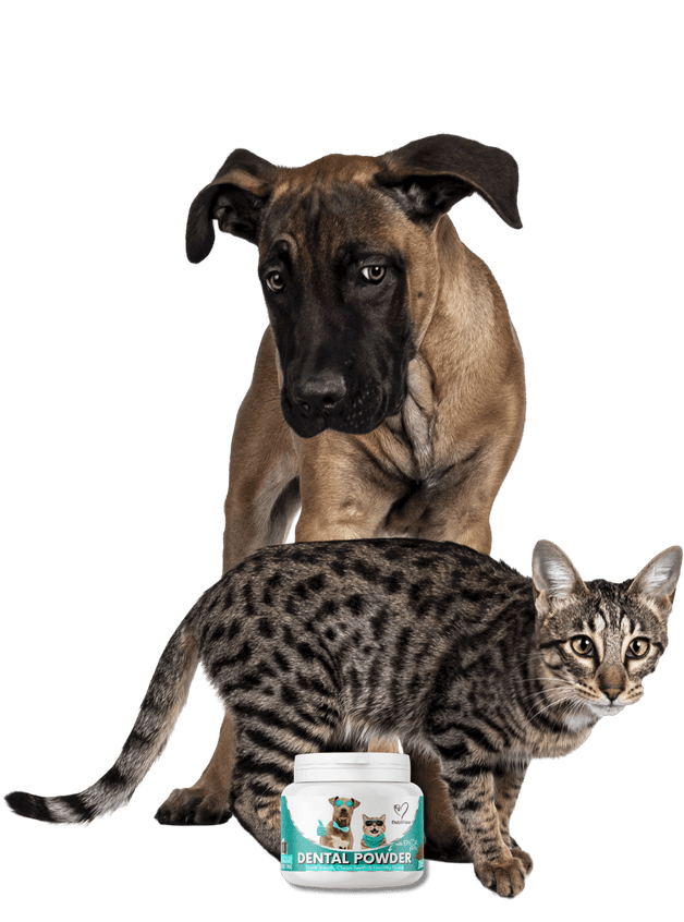 A golden retriever and a cat sit on either side of a bottle and box of pet dental water.