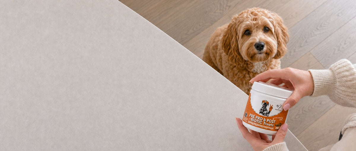 Dog at home in natural daylight