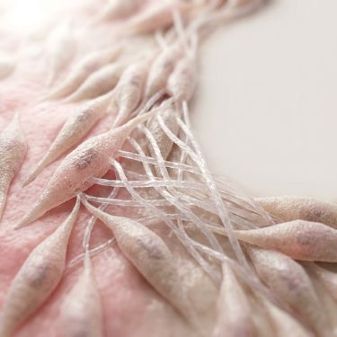 Collagen Synthesis