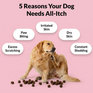 All - Itch & Immunity Treats - NutriPaw