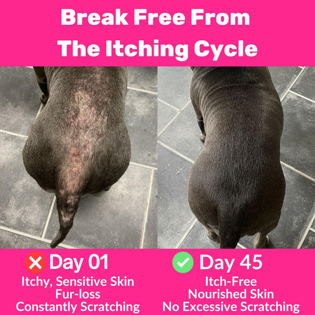 All-Itch Immunity Treats NutriPaw