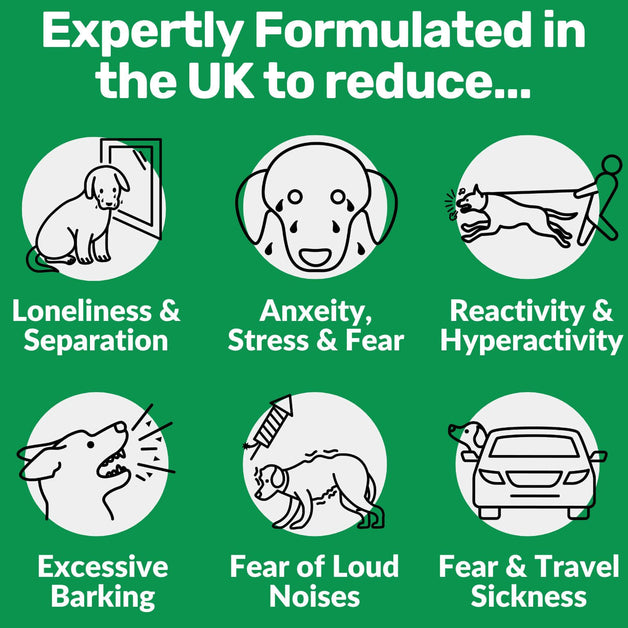 Separation Anxiety How Can I Stop My Dog Barking At Night