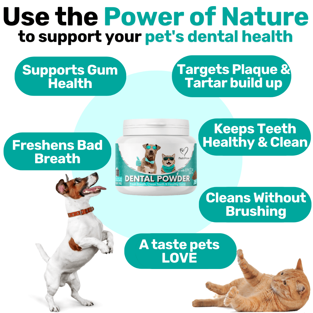 Gut & Teeth Powder Kit - NutriPaw