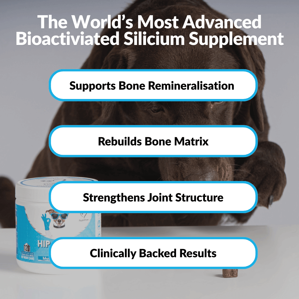 Hip & Joint Treats Plus - NutriPaw