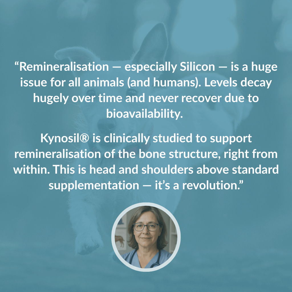 Hip & Joint Treats Plus - NutriPaw