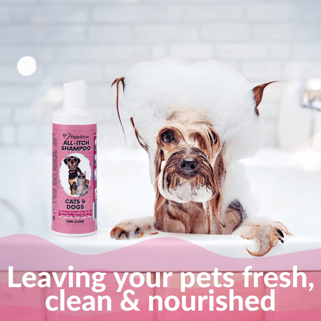 All-Itch Shampoo - NutriPaw