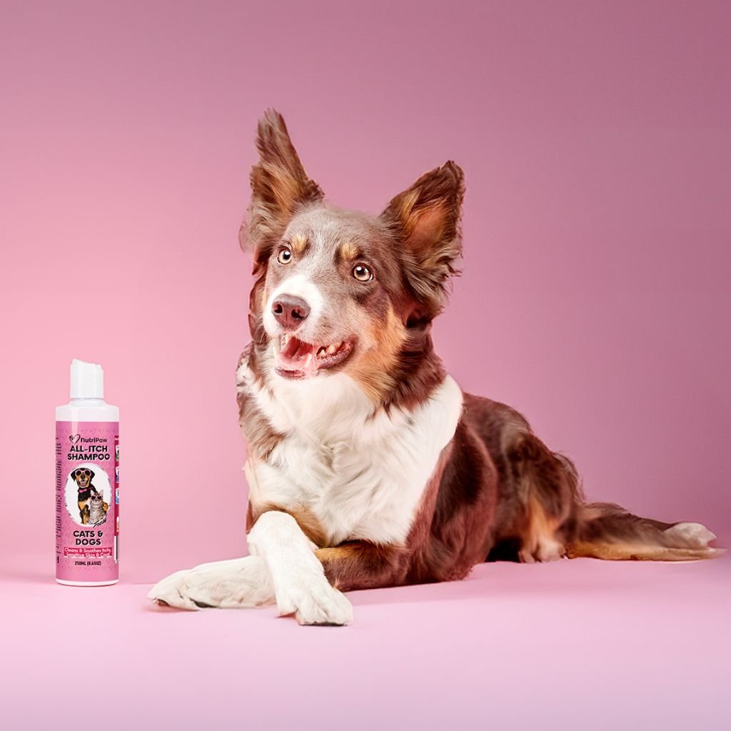 All-Itch Shampoo - NutriPaw