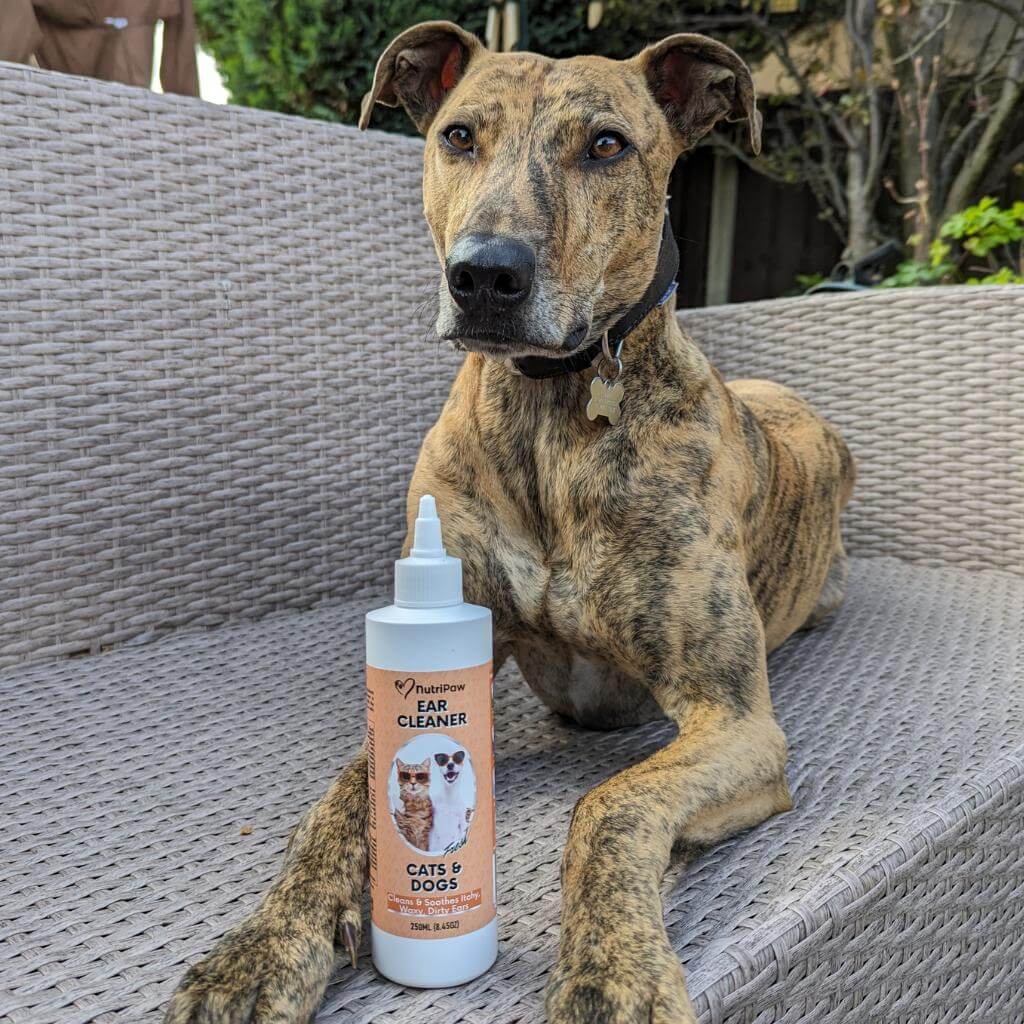 Boredom Busters for Pets – Paw Naturals