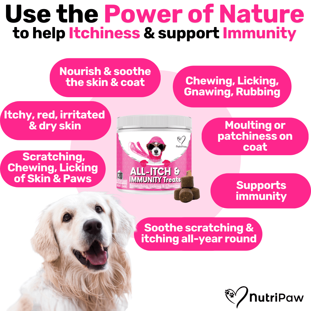 Dogs itching best sale powder