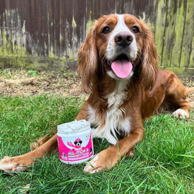 Itch & Wellness Kit - NutriPaw