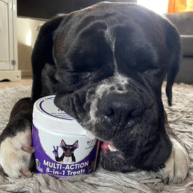 Itch & Wellness Kit - NutriPaw