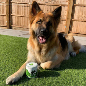 Mind, Body & Gut Kit - NutriPaw