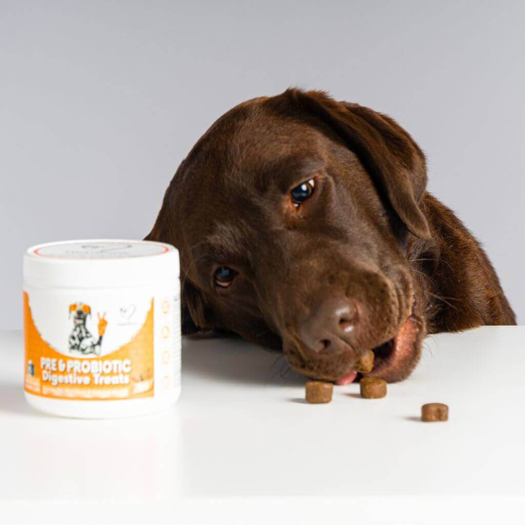 NutriPaw Friandises anti-démangeaisons pour chiens – Apaise les  démangeaisons des pattes, des yeux, des oreilles, de lécher et de gratter –  Parfait