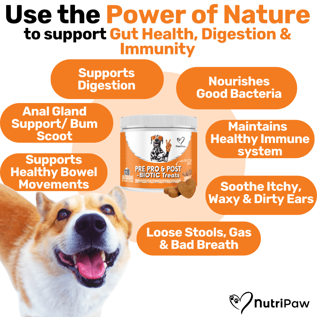 Pre, Pro & Postbiotic Digestive Treats - NutriPaw