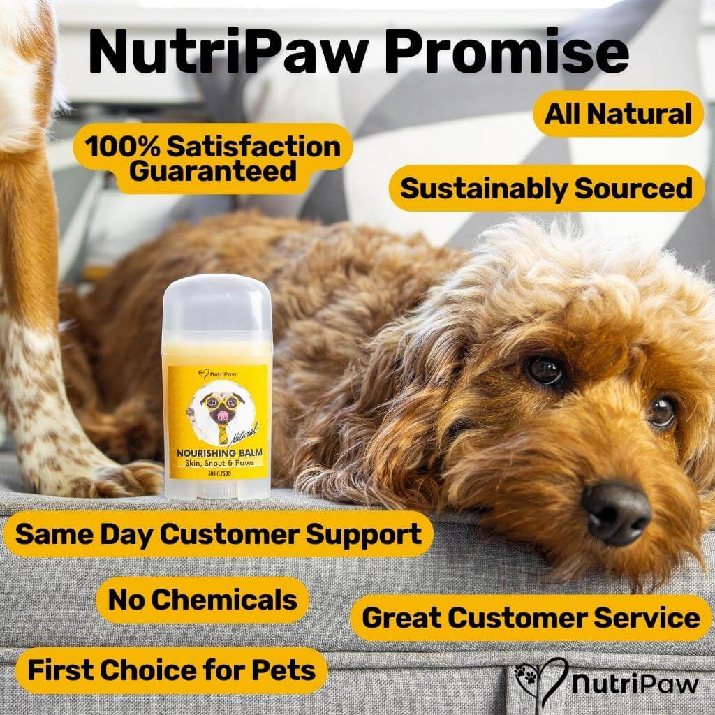 Skin, Snout & Paws Nourishing Balm - NutriPaw