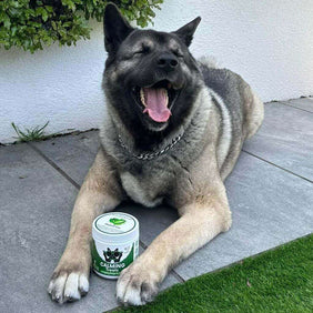 Stress & Scratch Kit - NutriPaw